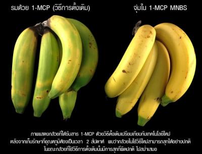 KMUTT invents 1- MCP spray to extend life and maintain quality of fresh produce