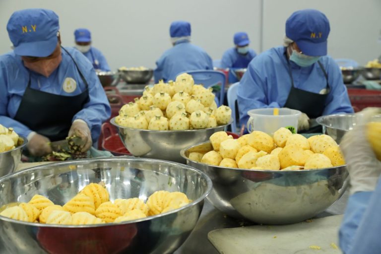 KMUTT and Mae Fah Luang University jointly broadcast Micro Nano Bubble Technology to help extend the life and increase the quality of pre-cut Phulae pineapples ready for consumption. to support exports and increase income for farmers in the area