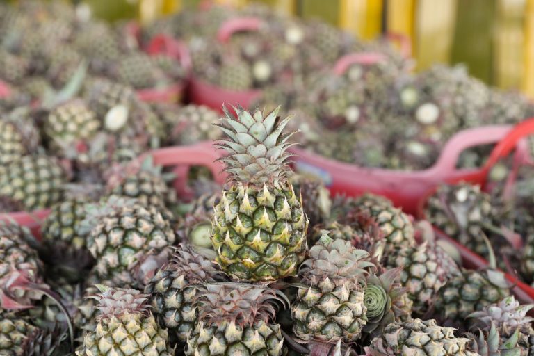 Upgrading Phulae pineapple to Zero Waste