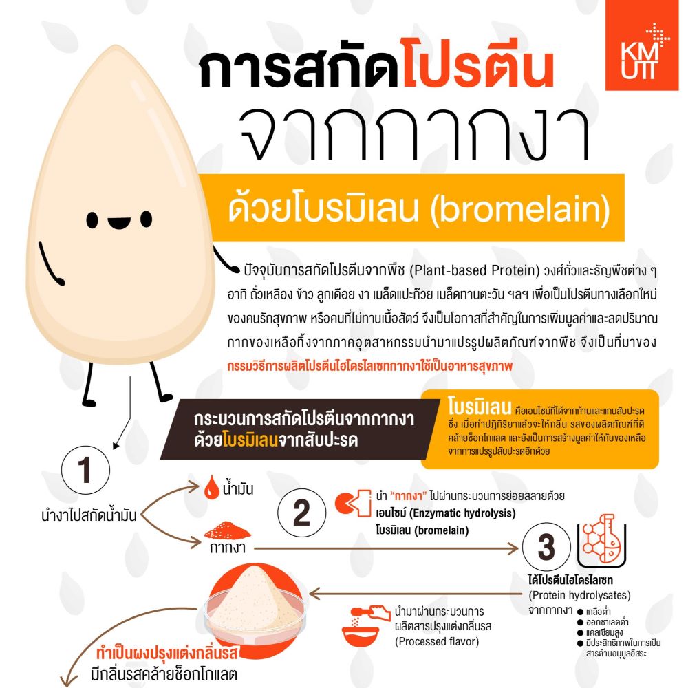 นักวิจัย มจธ. ค้นพบ กลิ่นรส ‘ช็อกโกเลต’ โดยการสกัดโปรตีนจากกากงาด้วยโบรมิเลน ช่วยให้การกินงาง่ายขึ้น