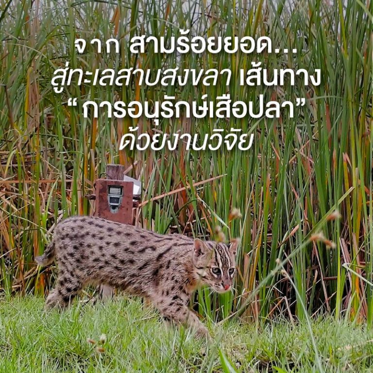 จากสามร้อยยอด สู่ทะเลสาบสงขลา เส้นทางการอนุรักษ์เสือปลาด้วยงานวิจัย