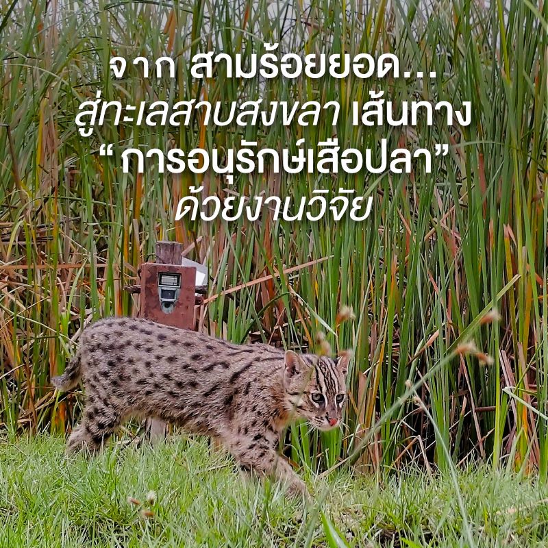 จากสามร้อยยอด สู่ทะเลสาบสงขลา เส้นทางการอนุรักษ์เสือปลาด้วยงานวิจัย