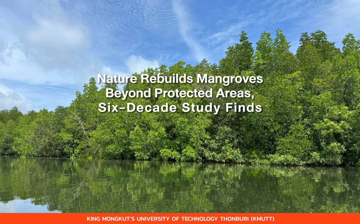 Nature Rebuilds Mangroves Beyond Protected Areas, Six-Decade Study Finds